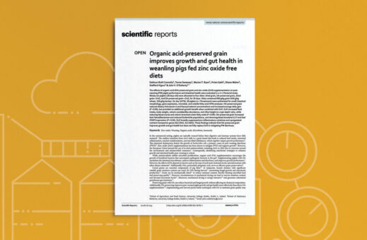 Organic acid-preserved grain improves growth and gut health in weanling pigs fed zinc oxide free diets